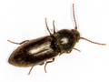 Agriotes obscurus